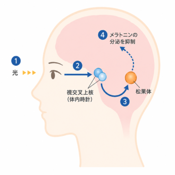 視交叉上核｜福岡西新メンタルクリニック